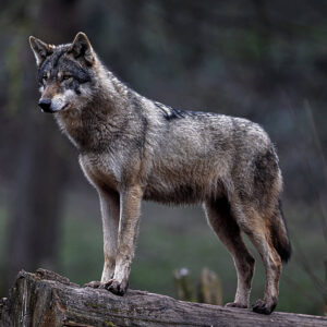 Chornobyl's wolves standing proud